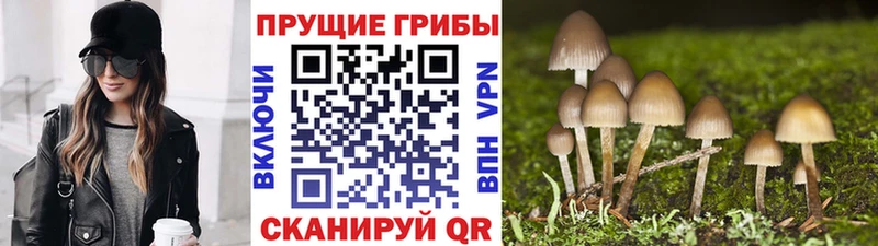 купить наркотик  Пыть-Ях  мега как войти  Псилоцибиновые грибы Psilocybine cubensis 